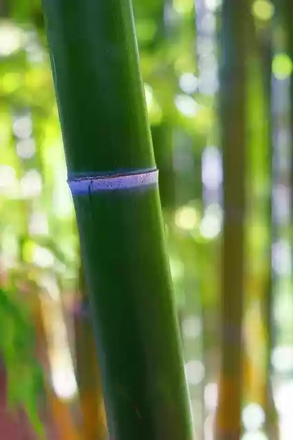 免费下载 Bamboo Plant Nature - 可使用 GIMP 在线图像编辑器编辑的免费照片或图片