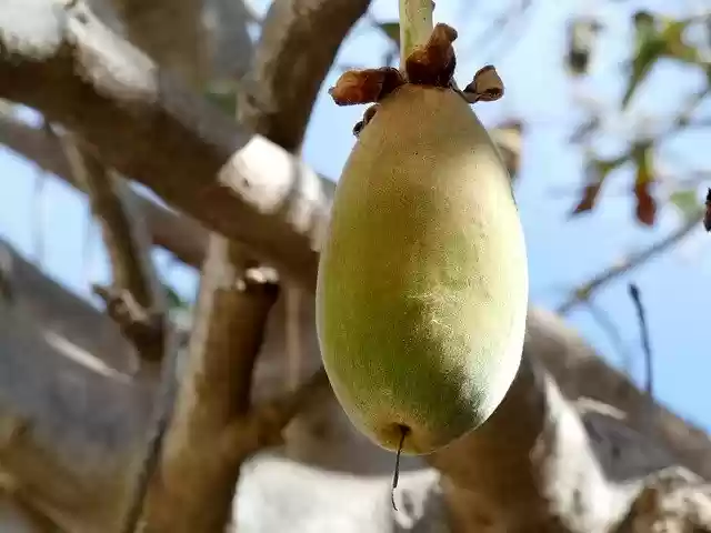 Free download Baobab Fruit Bread-Of-Monkey -  free photo or picture to be edited with GIMP online image editor