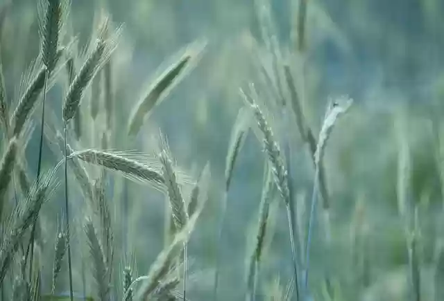 Free download barley nature field agriculture free picture to be edited with GIMP free online image editor