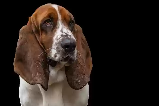 Free download basset hound dog hunting dog pet free picture to be edited with GIMP free online image editor