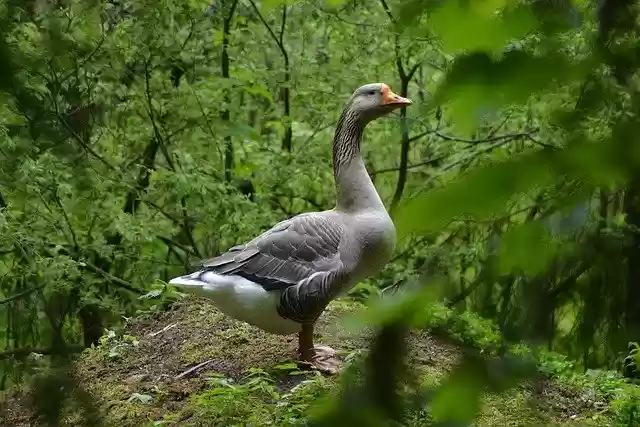 Free download bavaria deer park the stone bruchsee free picture to be edited with GIMP free online image editor