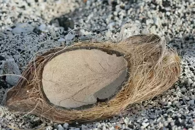 Muat turun percuma templat foto percuma Tempurung Kelapa Pantai untuk diedit dengan editor imej dalam talian GIMP