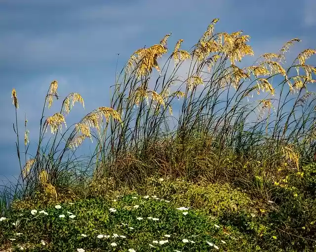 Free download Beach Grass Landscape -  free photo or picture to be edited with GIMP online image editor