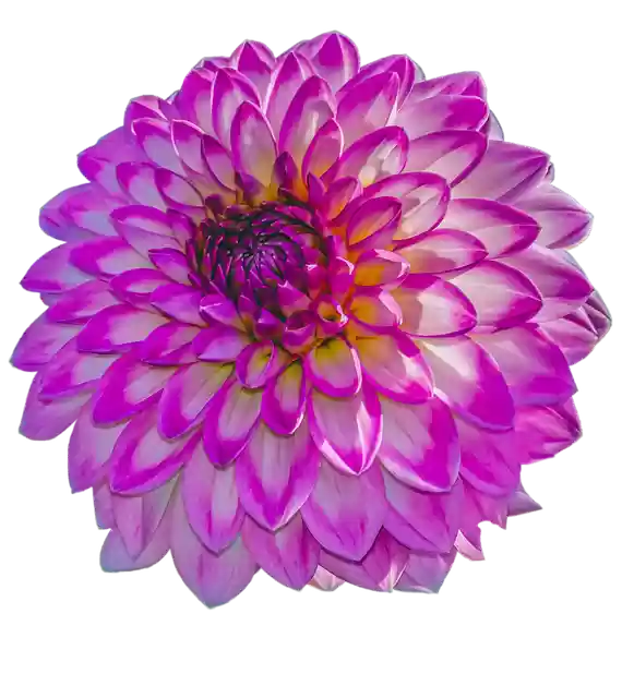 Free download Beautiful Plant Dahlia -  free photo or picture to be edited with GIMP online image editor