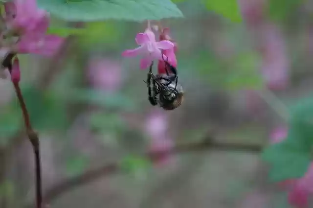 Бесплатно скачайте бесплатный шаблон фотографии Bee Flower Insect для редактирования с помощью онлайн-редактора изображений GIMP