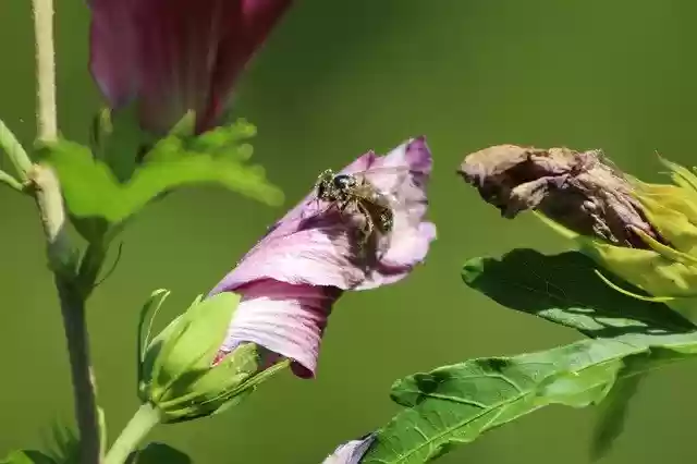 免费下载 Bee Nature Blossom - 使用 GIMP 在线图像编辑器编辑的免费照片或图片