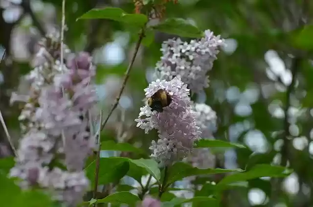 免费下载 Bee Nature Lilac - 使用 GIMP 在线图像编辑器编辑的免费照片或图片