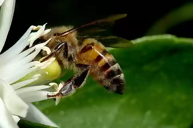 Free download Bee Obrera Beekeeping -  free photo or picture to be edited with GIMP online image editor