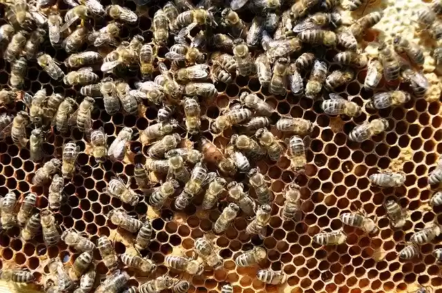 Ücretsiz indir Bees Honeycomb ücretsiz fotoğraf şablonu, GIMP çevrimiçi resim düzenleyici ile düzenlenebilir