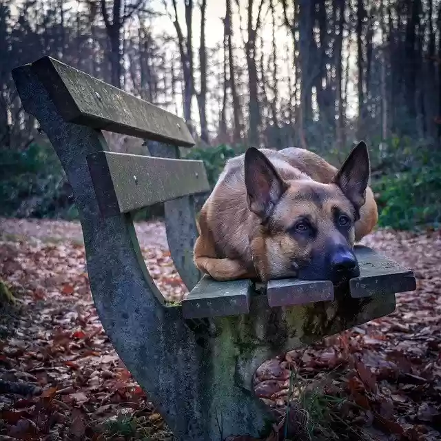 Free download Bench Hiking Dog -  free photo or picture to be edited with GIMP online image editor