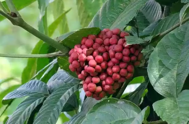 הורדה חינם Berry Flora Plant - תמונה או תמונה בחינם לעריכה עם עורך התמונות המקוון GIMP