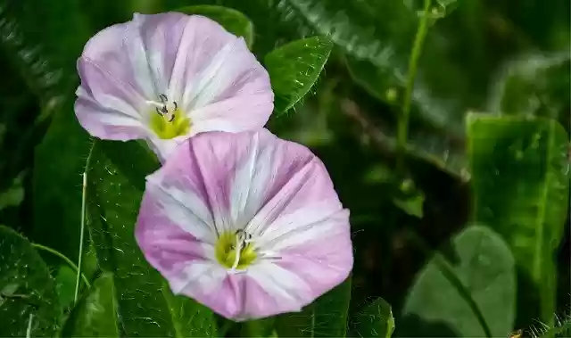 Free download Bindweed Flower Pink -  free photo or picture to be edited with GIMP online image editor