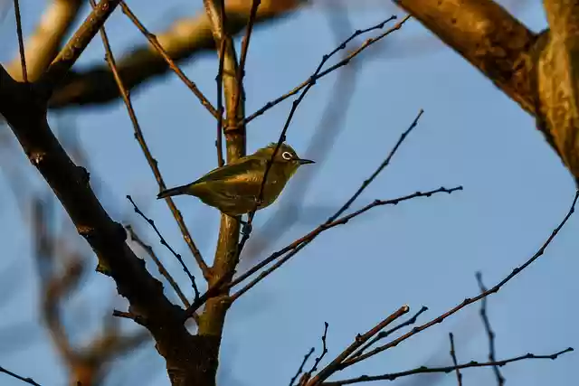 Free download bird animal ornithology free picture to be edited with GIMP free online image editor