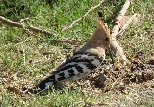 Free download Bird Avian Hoopoe Upupa free photo template to be edited with GIMP online image editor