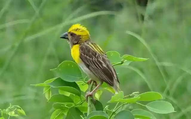 Free download Bird Baya Weaver Ploceus -  free photo or picture to be edited with GIMP online image editor