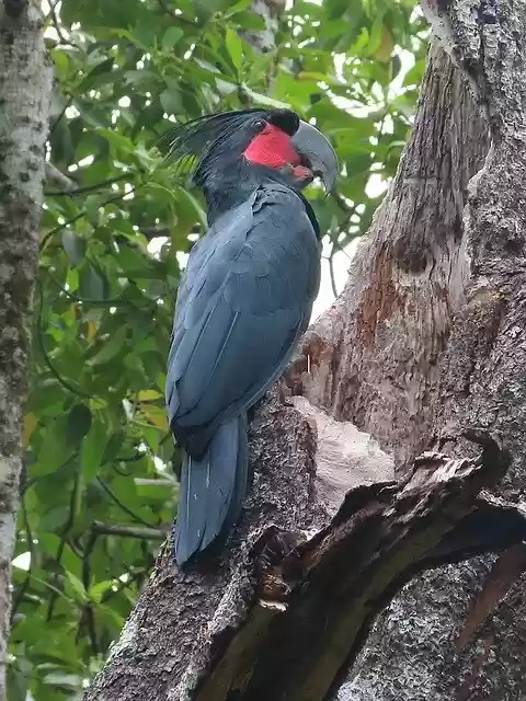 Free download Bird Black Cockatoo New Guinea -  free free photo or picture to be edited with GIMP online image editor