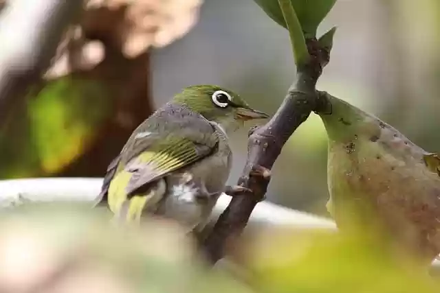 Téléchargement gratuit d'une image gratuite de plumes de branche d'oiseau, d'oeil, de bec, de figue, à modifier avec l'éditeur d'images en ligne gratuit GIMP