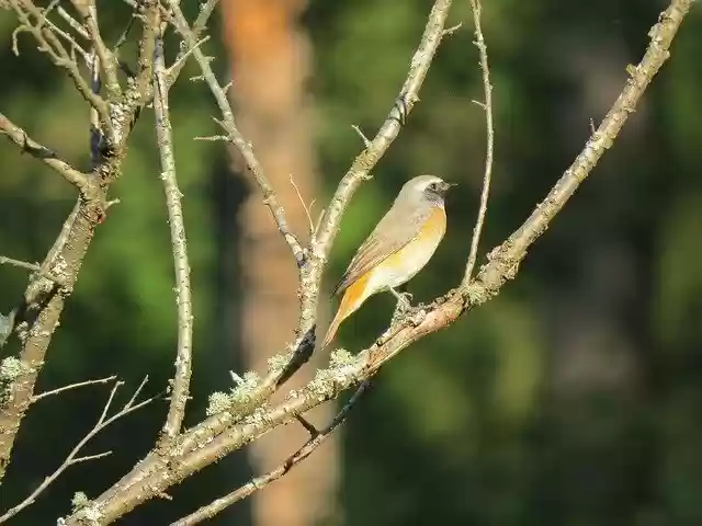 免费下载 Bird Branch Nature - 可使用 GIMP 在线图像编辑器编辑的免费照片或图片