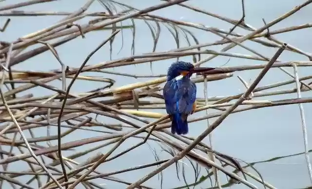 Tải xuống miễn phí Mẫu ảnh miễn phí Bird Common Kingfisher Alcedo được chỉnh sửa bằng trình chỉnh sửa ảnh trực tuyến GIMP