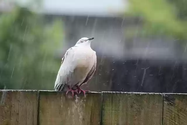 Free download bird dove rain worshipping rain free picture to be edited with GIMP free online image editor