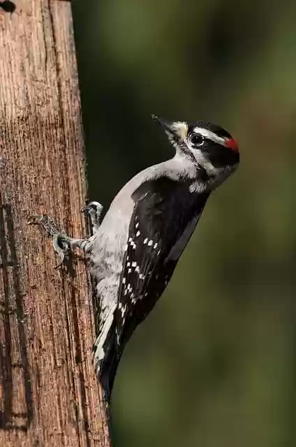 Free download bird downy woodpecker wing nature free picture to be edited with GIMP free online image editor