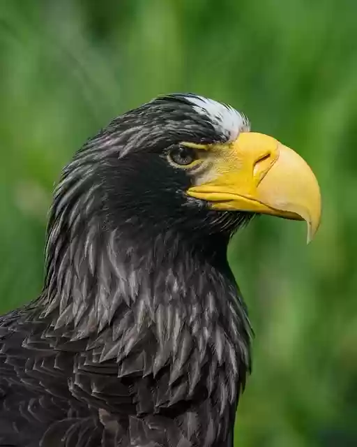 Free download bird eagle steller s sea eagle free picture to be edited with GIMP free online image editor