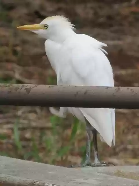 Free download Bird Egret -  free photo or picture to be edited with GIMP online image editor