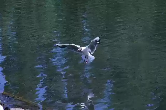 免费下载 Bird Flying Nature - 使用 GIMP 在线图像编辑器编辑的免费照片或图片