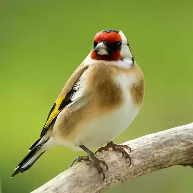 Free download bird goldfinch plumage marsh fauna free picture to be edited with GIMP free online image editor