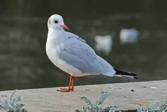 Free download bird gull feathers white gray free picture to be edited with GIMP free online image editor