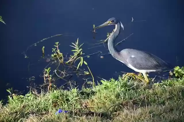 Free download Bird Heron Blue -  free photo or picture to be edited with GIMP online image editor