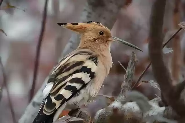 Free download bird hoopoe ornithology wings free picture to be edited with GIMP free online image editor