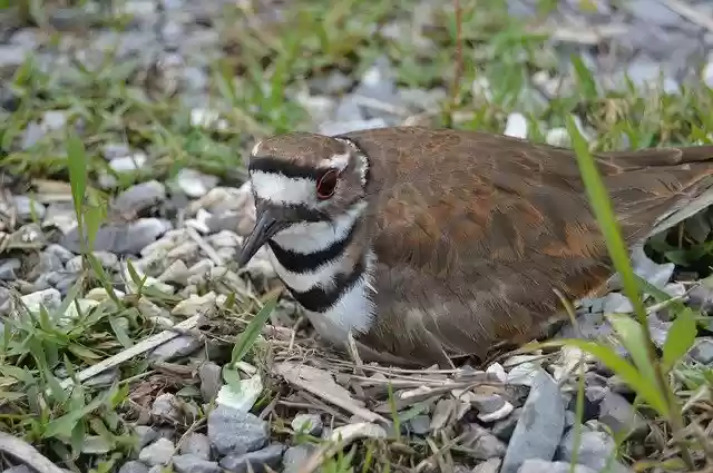 Free download Bird Killdeer -  free free photo or picture to be edited with GIMP online image editor