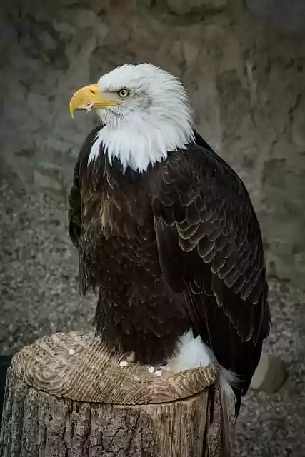 Free download bird ornithology bald eagle eagle free picture to be edited with GIMP free online image editor