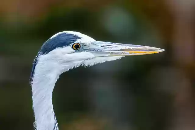 Free download bird ornithology heron species free picture to be edited with GIMP free online image editor