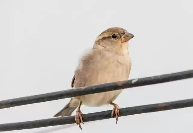 Free download bird ornithology sparrow songbird free picture to be edited with GIMP free online image editor