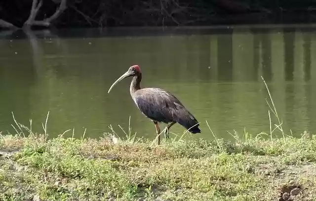 Free download Bird Red-Naped Ibis Pseudibis -  free photo or picture to be edited with GIMP online image editor