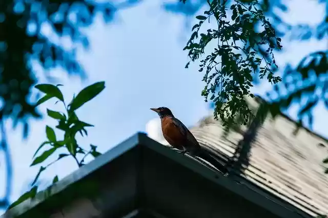 Free download Bird Roof City -  free photo or picture to be edited with GIMP online image editor