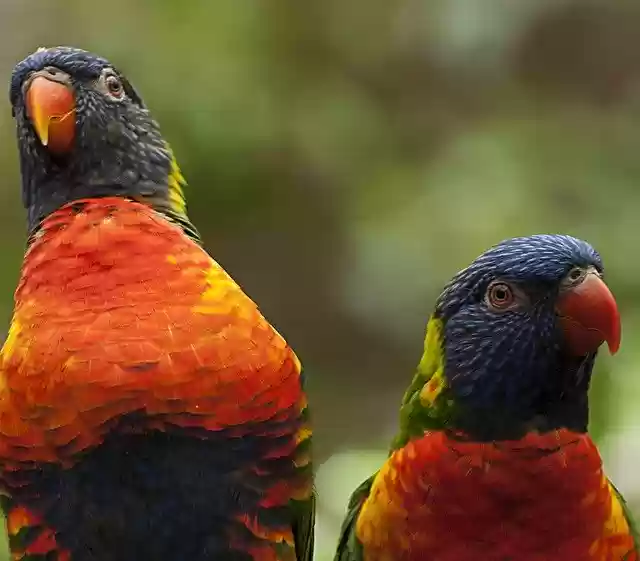 Bezpłatne pobieranie Birds Colorful Parrot Animal - darmowe zdjęcie lub obraz do edycji za pomocą internetowego edytora obrazów GIMP