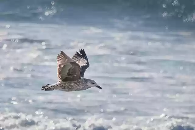 Free download bird seagull animal beach sea free picture to be edited with GIMP free online image editor