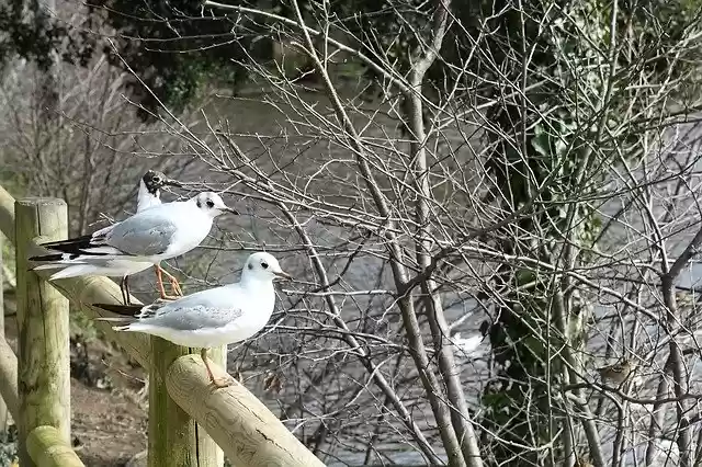 免费下载 Bird Seagull Elizabeth - 可使用 GIMP 在线图像编辑器编辑的免费照片或图片