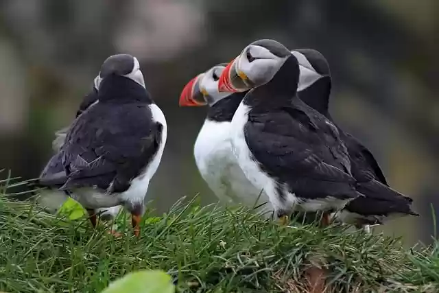 Free download birds puffin ornithology species free picture to be edited with GIMP free online image editor