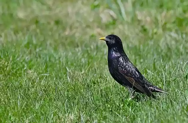 Free download bird starling animal avian nature free picture to be edited with GIMP free online image editor