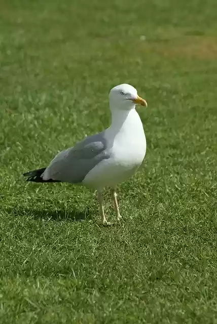 Free download Bird The Seagull Animal -  free photo or picture to be edited with GIMP online image editor