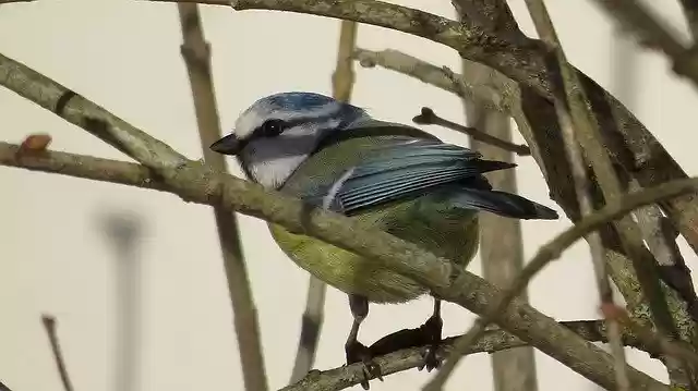 Free download Bird Tit Spring -  free photo or picture to be edited with GIMP online image editor