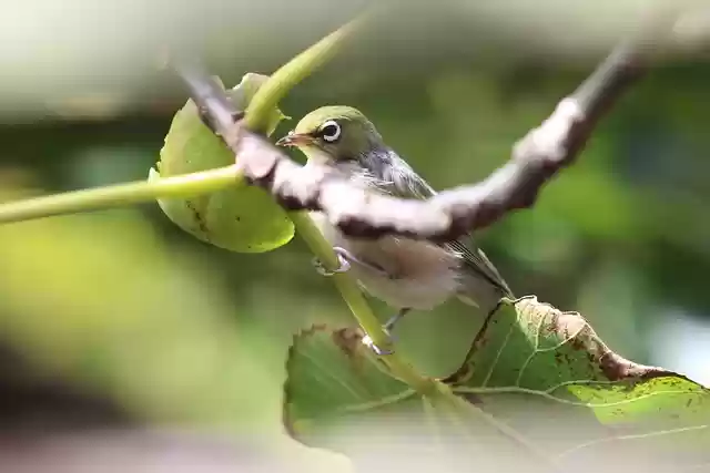 Free download bird tree leaves feathers waxeye free picture to be edited with GIMP free online image editor