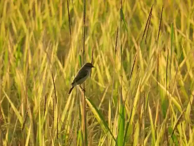 Free download Bird Wildlife India -  free photo or picture to be edited with GIMP online image editor