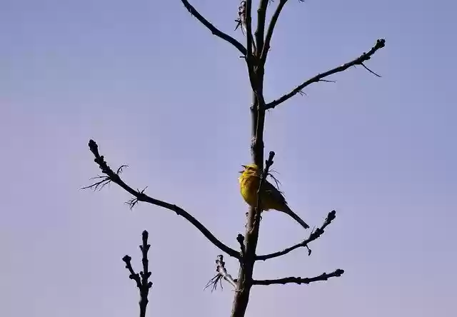 Free download Bird Yellowhammer Songbird -  free photo or picture to be edited with GIMP online image editor