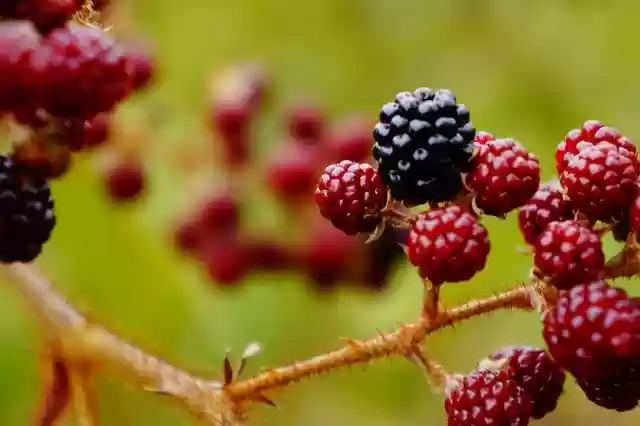 Free download Blackberries Berries Fresh -  free photo or picture to be edited with GIMP online image editor