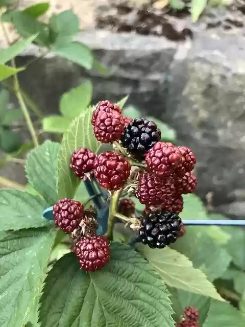 免费下载 Blackberries Green Berries - 可使用 GIMP 在线图像编辑器编辑的免费照片或图片